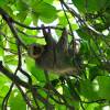 Típica pose de bicho-preguiça no Parque Nacional de Manuel Antonio, no litoral do Oceano Pacífico, na Costa Rica